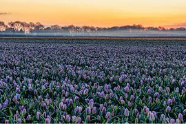 Des tulipes hollandaises. sur Anneke Hooijer