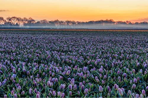 Des tulipes hollandaises.