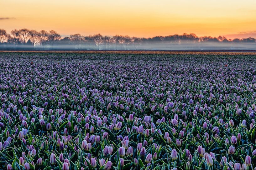 Des tulipes hollandaises. par Anneke Hooijer