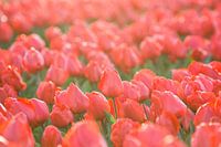 Tulips, Lisse