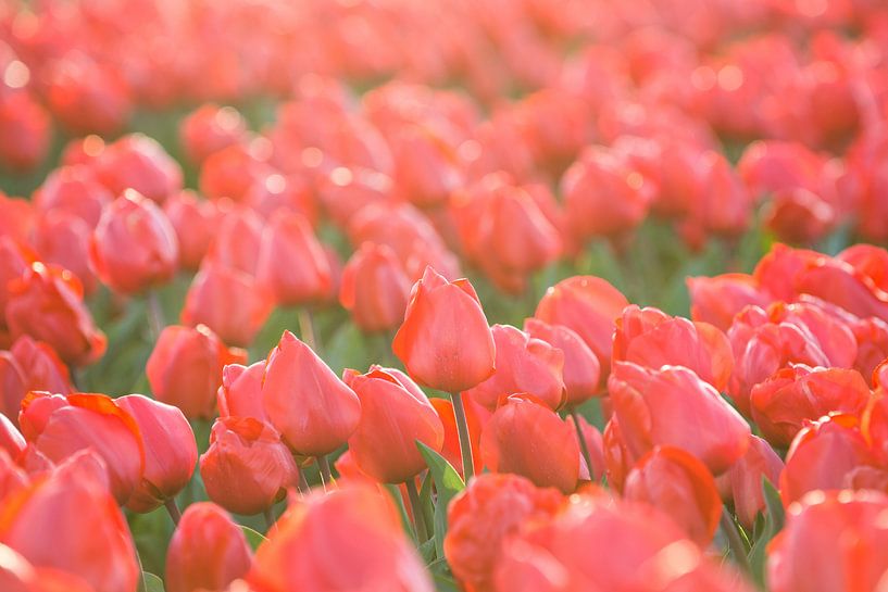Tulips, Lisse by Johan van Venrooy