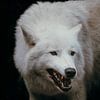 Loup Blanc Féroce – Beauté Sauvage Capturée sur Dave Adriaanse - Photography