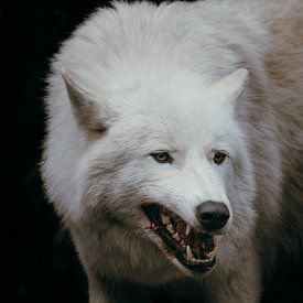 Woeste Witte Wolf – Natuurlijke Kracht in Beeld van Dave Adriaanse
