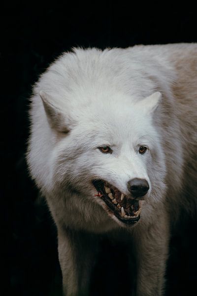 Weißer Wolf in Aktion – Wilde Natur pur von Dave Adriaanse - Photography