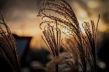 Golden silence: A moment caught in the light