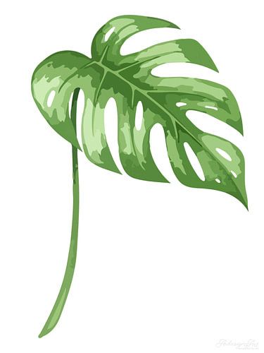 Monstera – Botanica in witte stilte