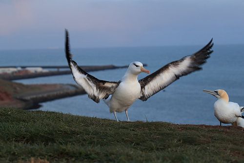 Zwartgegroefde albatros ( Thalassarche melanophris ) of Mollymawk Helgoland-eiland Duitsland