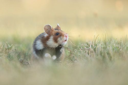 Wild hamster