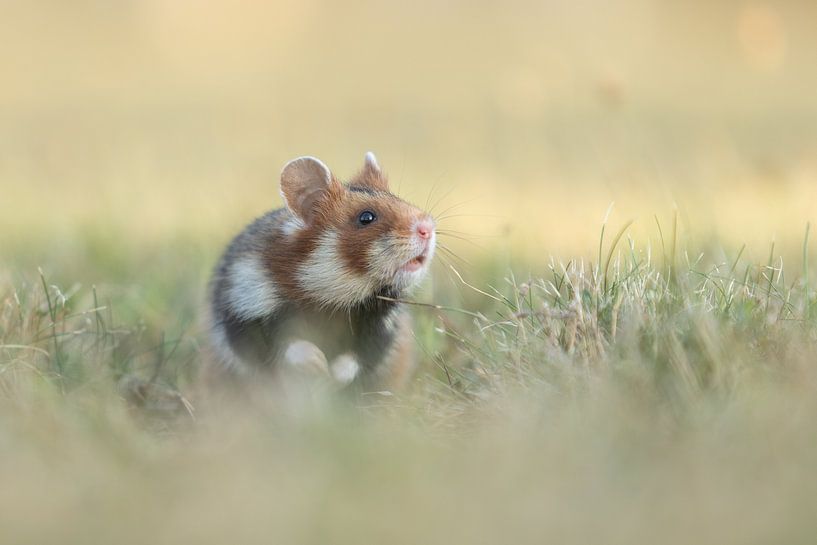 Wilde hamster van Jasper Kok