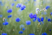 Kornblume