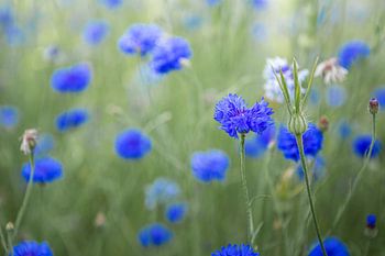 Cornflower