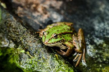 Kikker gespot van Toon Verdonck