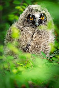 Long-eared owl