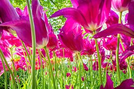 ? Dive into the Colourful World of the Polder Garden! ?