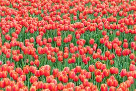 Red tulips in a field