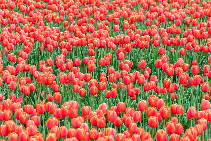 Red tulips in a field by Patrick Verhoef