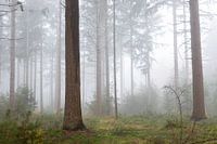 Waldriesen im Nebel schaffen eine geheimnisvolle Atmosphäre im Wald