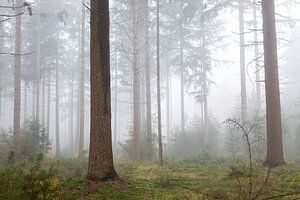 Waldriesen im Nebel schaffen eine geheimnisvolle Atmosphäre im Wald von Jan van der Vlies