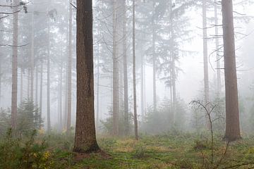 Woudreuzen in de mist zorgen voor mysterieuze sfeer in het bos van Jan van der Vlies