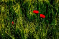 Frühsommer | Vroege zomer