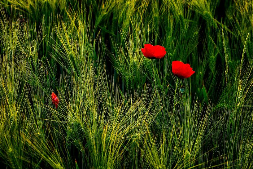 Early Summer by Dieter Ludorf