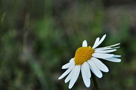Belle marguerite dans le champ. sur Maarten de Jong