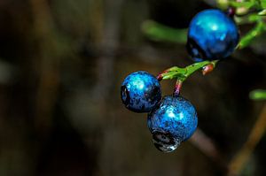 Blue Berries