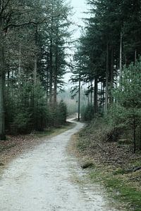 Winters bos op de Veluwe | Nederland | Natuurfotografie