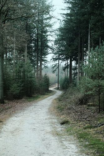 Winters bos op de Veluwe | Nederland | Natuurfotografie