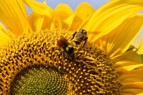 Een zonnebloembloem in de tuin