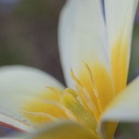 Witte krokus met zacht gouden hart van Jolanda Pikkaart