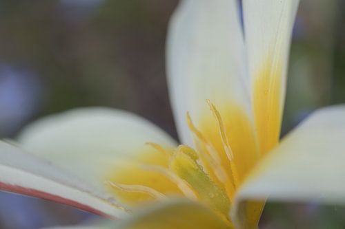 Crocus blanc au cœur doré sur Jolanda Pikkaart