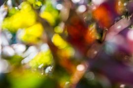 Colors of happinez by AnyTiff (Tiffany Peters)