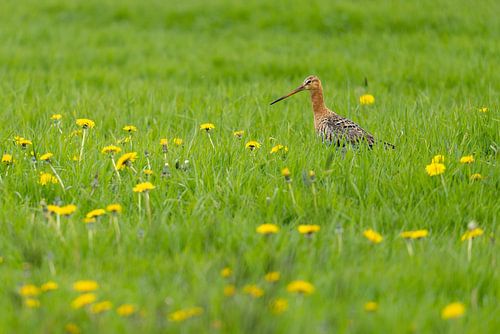 Grutto tussen de paardenbloemen