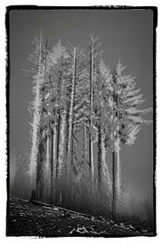 Les pins mystérieux