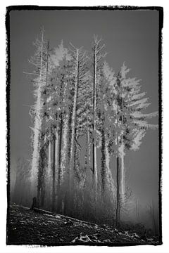 Mysterieuze Dennenbomen van Rob Boon
