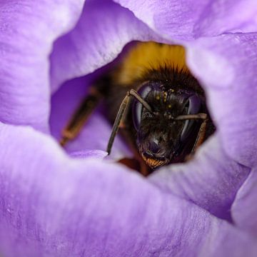 Bumblebee in a purple crocus by Latifa - Natuurfotografie