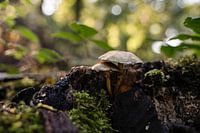 Paddenstoelen in de Herfst