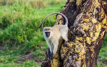 Vervet aapje op gele Acacia van Stijn Cleynhens