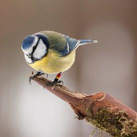 Koolmees in winterse omstandigheden van Rick Huigen