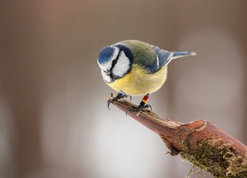 Koolmees in winterse omstandigheden