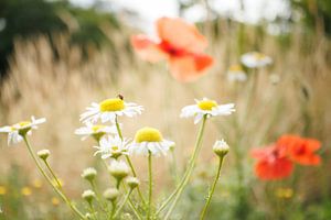 Wilde bloemen van Jan Eltink