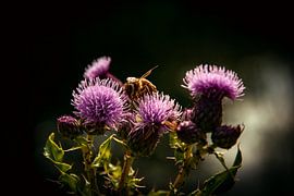 By thistle (2) by Michael van Eijk