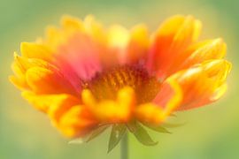 Zomerse bloem in vrolijk geel en rood met groen van Lisette Rijkers