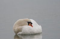 Zwaan 