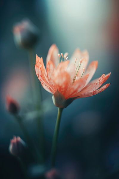 Orange Beauty by Treechild