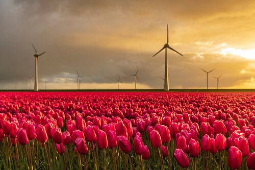 Tulipes rouges dans un champ avec des éoliennes en arrière-plan