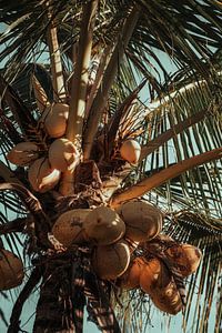 Beauté de la noix de coco sous le palmier sur Troy Wegman