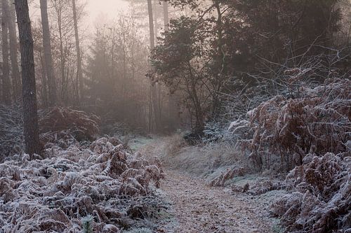 The Bergherbos on a winter morning in the mist