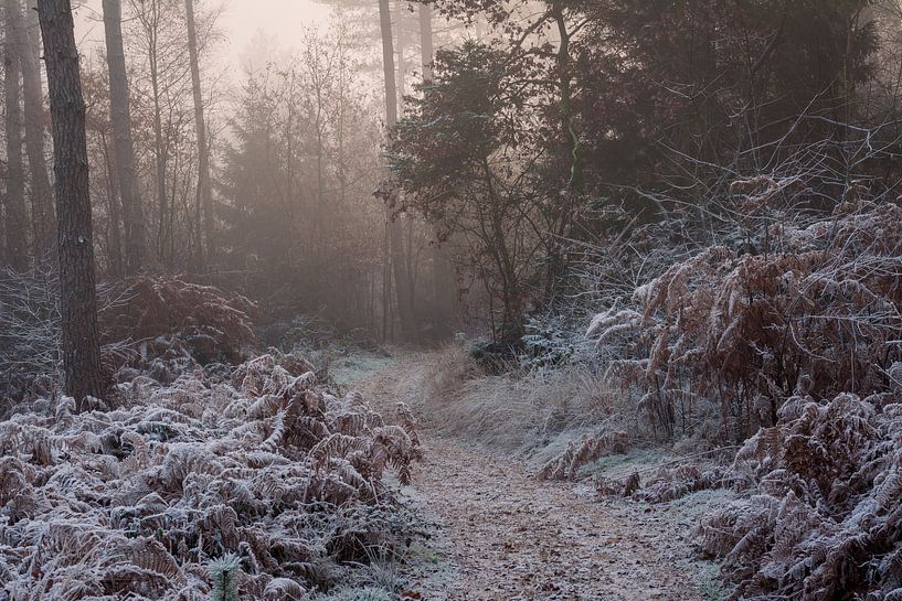 The Bergherbos on a winter morning in the mist by René Jonkhout